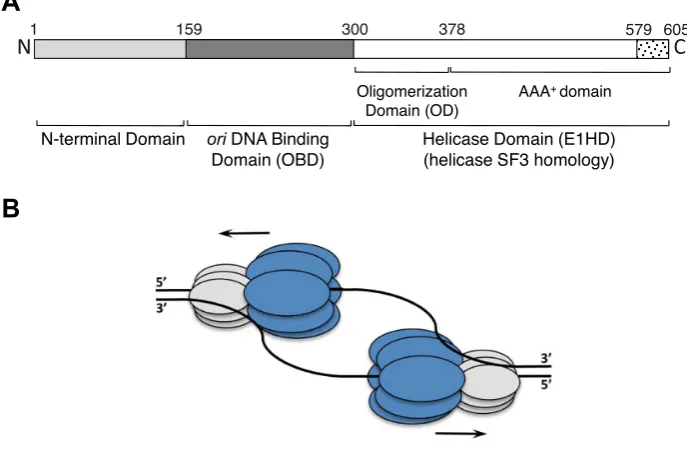 Figure 1. Schematic representation of the 605 amino acid BPV-1 E1 protein and helicase action
