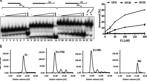 Figure 2. Helicase activity of E1 and protein–DNA complex formation. (filtration chromatography
