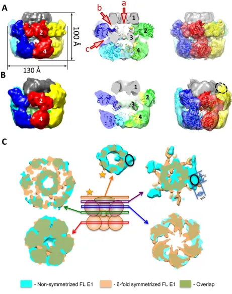 Figure 3. EM structures of full length E1 bound to ssDNA. The domains of E1FL are numbered: 1, N-terminal residues 1–158; 2, OBD; 3, OD and 4,structures
