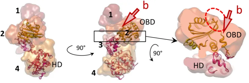 Figure 4. Structural organization of one E1 subunit. Atomic structures of E1HD (90hexamer