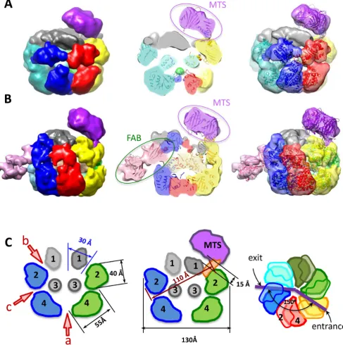 Figure 5. EM structures of E1FL hexamers bound to protein tagged RFJ DNA. ((MTS) bound to the 5A) Structures of E1FL complexes with monovalent tetrameric streptavidin′ end of the dsDNA arm