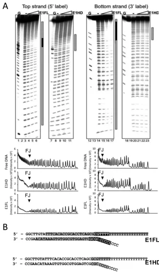 Figure 6. Hydroxyl radical footprinting of E1–RFJ complexes. (A) Lanes 1–11, 32P 5′-end labelled top strand and lanes 12–23 3′-end labelled bottomstrand