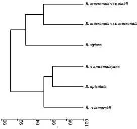 Figure 1. Cluster dendrogram (group average) showing similarity among the Rhizophora species of the ANI.