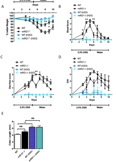 Figure 3.6 MiR-21 deficient mice are protected compared to wild-type mice in an extended DSS colitis model