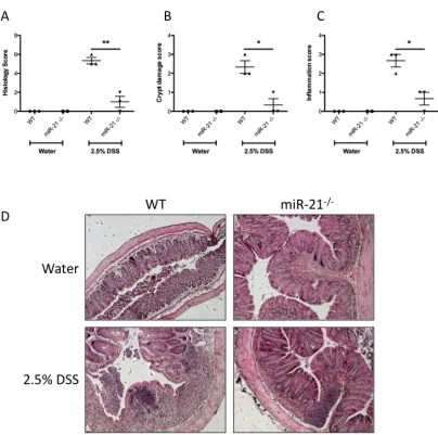 Figure 3.7 Histological comparison of WT and miR-21-/- mice post colitis 