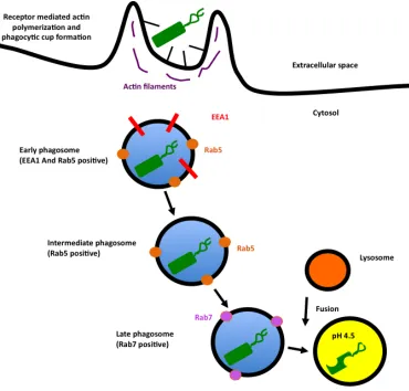 Figure 1.1 Phagocytosis of bacteria and maturation of the phagosome 