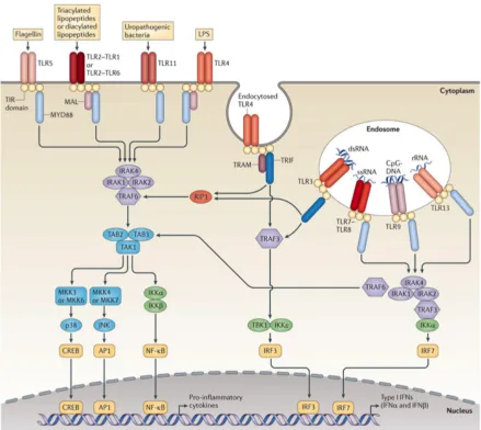 Figure 1.2 A summary of TLR signaling pathways 