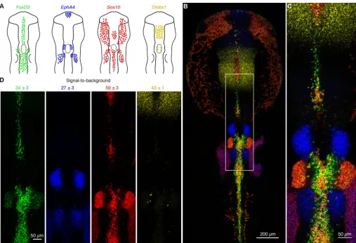 Fig. 4. Multiplexed mRNA imaging in whole-mount chicken embryos with large unoptimized probe sets using in situprobe pairs per target