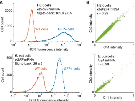 Fig. 5. qHCR imaging: analog mRNA relative quantitation with subcellular resolution in an anatomical context