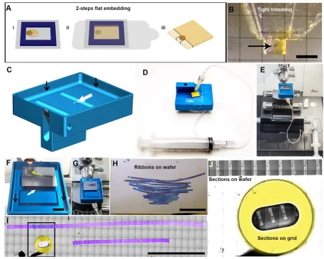 Fig. 1. AT: generation of arrays of aligned ribbons of consecutive sections. (A) Two-step flat embedding procedure: Resin-infiltrated samples are pre-polymerized on the film within a frame (i)