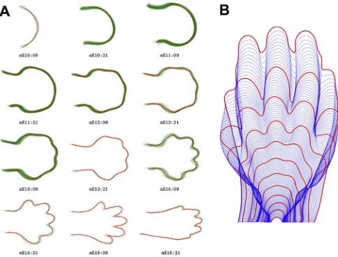 Fig. 1. The limb developmental trajectory. (A) Superposition of data pointsfor the whole dataset separated into equally spaced intervals of 12 h, from 249to 381 h