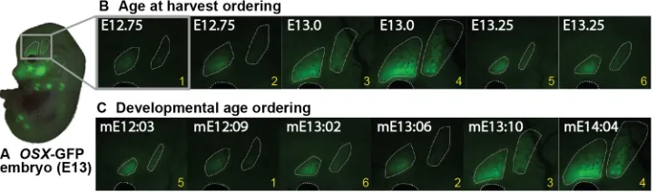 Fig. 5. Comparison of OsxOsxOssification centers of the frontal and parietal bones are outlined to make clear the region oflitters collected at 6 h intervals (E12.75, E13.0 and E13.25)