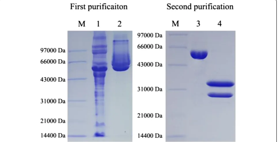 Figure 3 SDS-PAGE analysis of purified abrin. M, protein marker; 1, raw extract; 2, purified abrin by the first step; 3, purified abrin by thesecond step under nonreducing condition; 4, purified abrin by the second step under reducing condition.