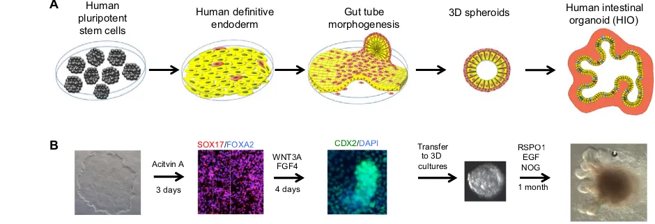 Fig. 1. Intestinal differentiation and morphogenesis in a dish. (A) Directed differentiation of human PSCs into human intestinal organoids (HIOs).persists in the epithelium throughout intestinal development