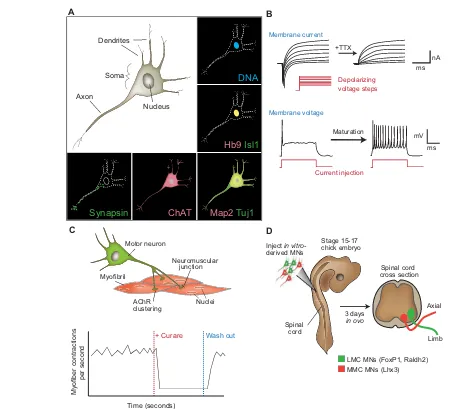 Fig. 3. Strategies to evaluate motor neurons (MNs) generated  (A) Unipolar neuronal morphology as well as expression of at least a subset of MNvitroprojection pattern can be influenced by intrinsic MN subtype properties