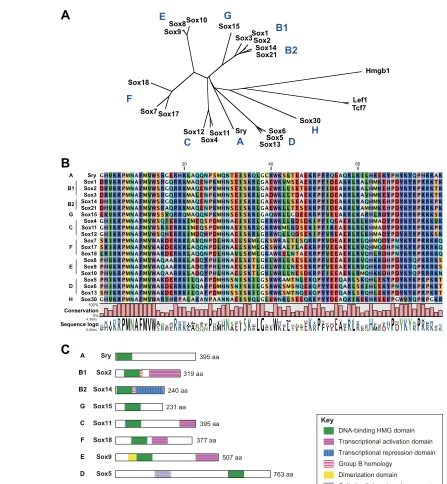 Fig. 1. Grouping and structures of Sox proteins. (A) An unrooted phylogenetic neighbour-joining tree of the high mobility group (HMG) domains ofthe mouse in comparison with outgroup HMG domains of Lef1/Tcf7 (lymphoid enhancer binding factor 1/transcription