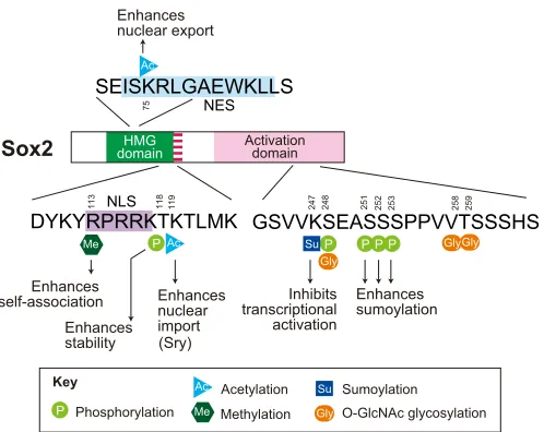 Fig. 2. Post-translational modification of Sox2. Post-translationalmodification sites of Sox2 (SRY-related HMG-box 2) are shown with theirfunctional effects