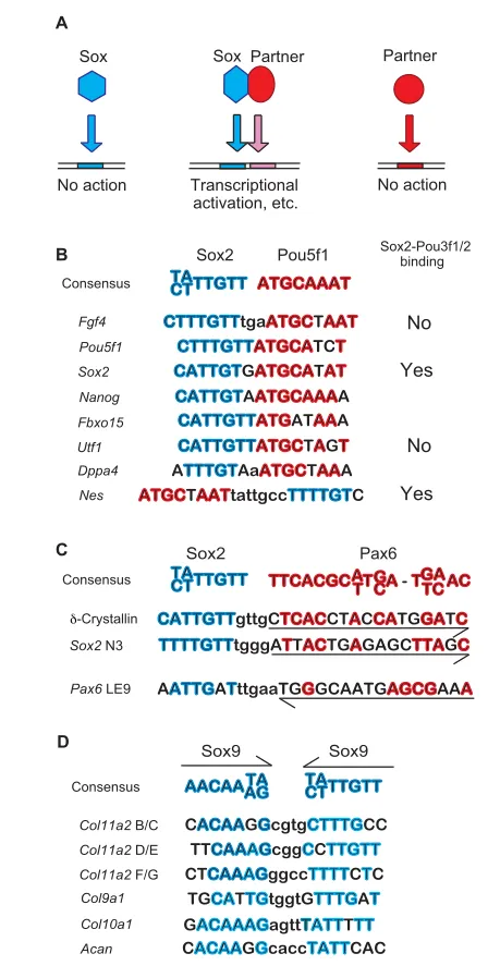Fig. 3. Sox partner interactions. Sox (SRY-related HMG-box) proteinsfunction by forming complexes with partner proteins and via binding toDNA sequences, which differ from the sum of binding consensus