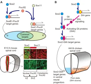 Fig. 5. Developmental regulation by Sox-partnercomplexes during neural tube development andDuring the activation of a group of ventral CNS-characteristic transcription factor genes, Sox2 cooperateswith Shh signal-dependent activated form of Gli proteins(al