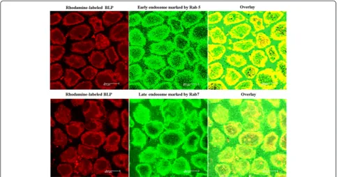 Figure 7 CLSM observation of the co-localization of FITC-ins-loaded BLPs into lysosomes