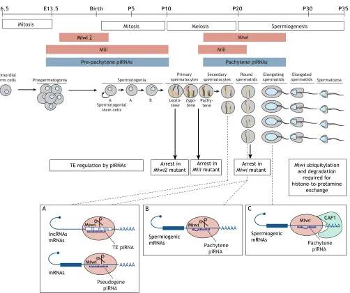 Fig. 2. mRNA regulation by piRNAs and Miwi during mouse spermatogenesis. A schematic of spermatogenesis is shown in the top part of the figure.The scale is in days (E, embryonic; P, postnatal)