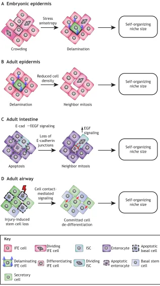 Fig. 3. Coordination of cell fate controls niche size.Epithelial stem cell niches sense changes in cell densitythat trigger fate changes in neighbors, generating self-organizing feedback loops to control niche size