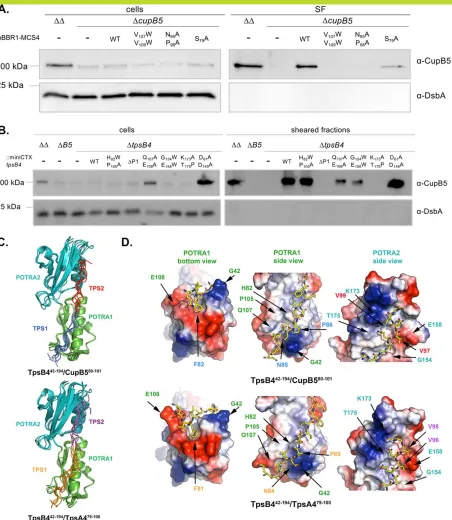 Figure 5. Structural modelling of a TpsB4/TPS-motif complexes. (A and B) Immunoblot analysis of cell and sheared fractionsobtained from PAO1DD (DD: DpilA DﬂiC mutant), PAO1DDDcupB5 (DcupB5) using antibodies derived against CupB5 and DsbA,with the cupB oper