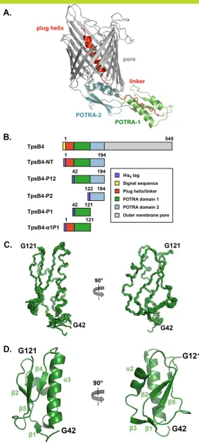 Figure 2. Domain organization of TpsB4 and solution NMR structure of the TpsB4 POTRA1 domain