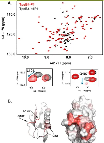 Figure 3. The TpsB4 N-terminal helix linker interacts with its POTRA1 domain. (A) Comparison of 1H-15N HSQC NMR spectrafor 15N-labelled TpsB4-P1 (red) and TpsB4a1P1 (black), with chemical shift perturbations associated with L104 and Q107 in theb4-b5 loop e