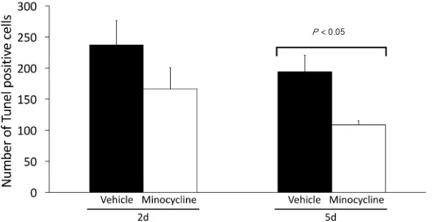 Figure 5: Minocycline treatment reduces the number of cells undergoing apoptotic cell death