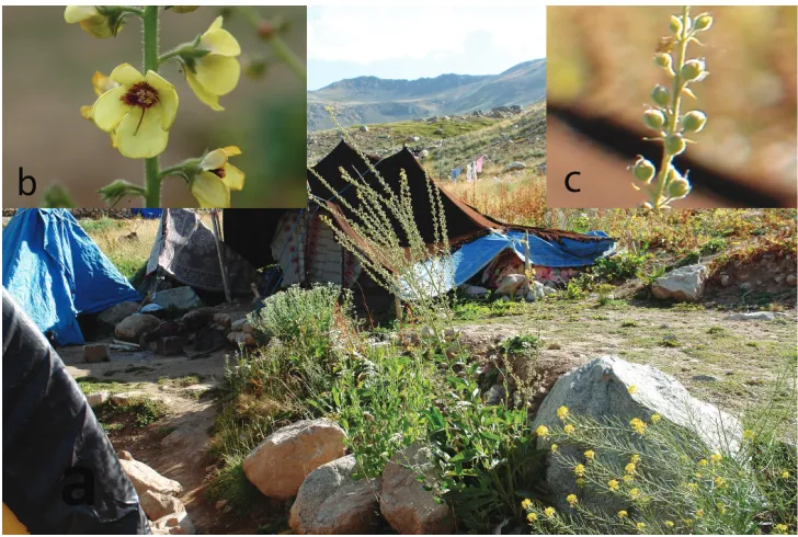 Figure 2. Distribution map of V. kurdistanicum (▲) and also closely related species V