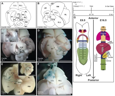 Fig. 1. Lineage tracing reveals individual multi-organ progenitors in the E8.5 DE. Three mg kg−1 TMX was maternally administered at E7.75 to Foxa2mcm/+;R26R−/+ embryos and X-gal staining of dissected viscera performed at E16.5