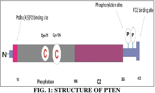 FIG. 1: STRUCTURE OF PTEN 