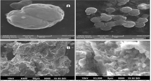 FIG. 4: SCANNING ELECTRON MICROSCOPIC ANALYSIS A)  CHROOCOCCUS SP. (MBKG08) AND B) MICROCYSTIS SP