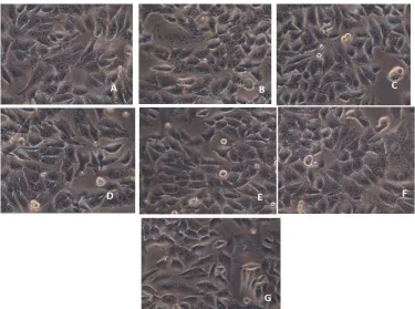 Fig. No. 5 MTT cell lines assay for pure drug, blank and CYT-NCs. 