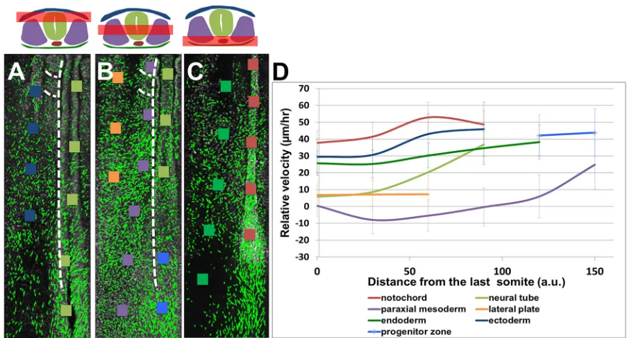 Fig. 5. Analysis of tissue movement and tissue sliding during axis extension. (A-C) Vector field analysis was computed from PGK1:H2B-Cherry transgenicembryo time-lapse data: the green arrows represent the average displacement (length in proportional to dis