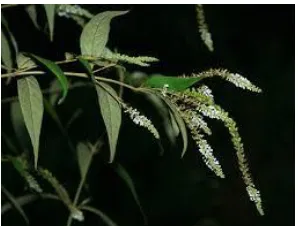 Figure 1[Courtesy- wildlifeofhawaii.com] 
