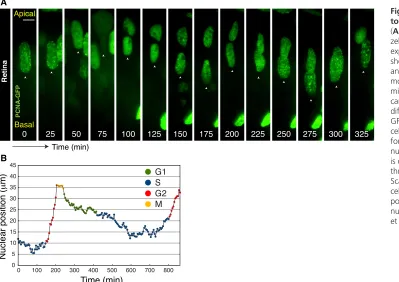 Fig. 2. Nuclear migration is tied