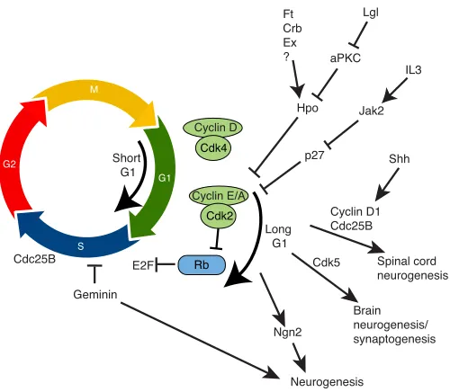 Fig. 3. A model of how signalling pathways affect cell cycleregulators and how cell cycle modulations affect differentiation.In Drosophila epithelial tissues, Lgl/aPKC and other upstream regulators[e.g