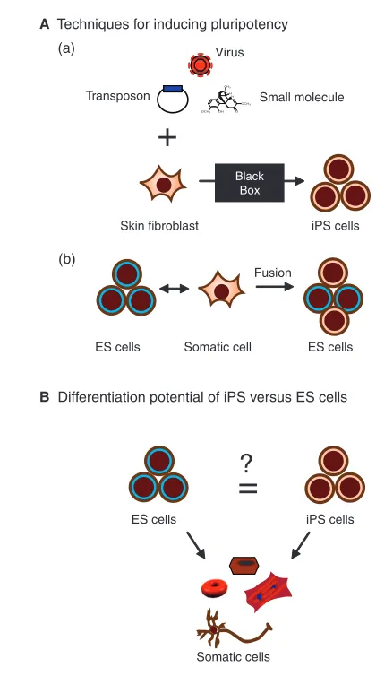Fig. 1. Concepts in stem cell reprogramming and differentiation.(used to induce pluripotency in somatic cells and to studyreprogramming