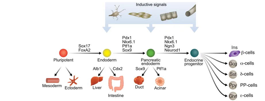 Fig. 2. An overview of fate choices during normal β-cell development. Pluripotent cells first acquire the identity of one of three germ layers;pancreatic cells arise from the endodermal layer