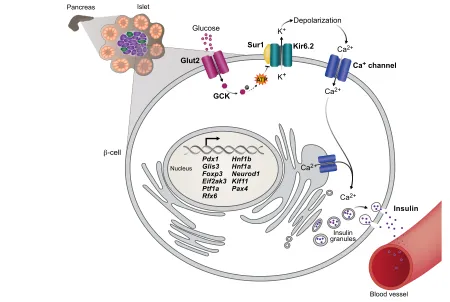Fig. 3. Functional β-cells respond to increasing glucose levels by increasing insulin secretion