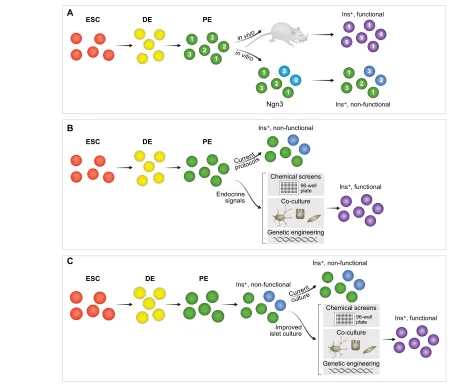 Fig. 4. Identifying how to improve directed differentiation into β-cells. (heterogeneous this population is and which cells are competent to generate functional β-cells A) Lineage tracing of ESC-derived pancreatic endoderm could reveal howin vivo