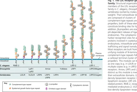 Fig. 1. The LDL receptor genefamily. Structural organization ofmembers of the LDL receptor genefamily in C
