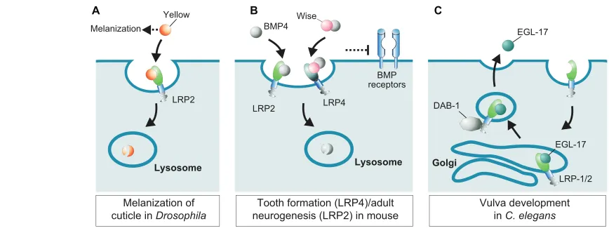 Fig. 2. LRPs control the graded concentrations of signaling molecules. (uptake and lysosomal degradation of Yellow restricts melanization to distinct layers of the wing cuticle