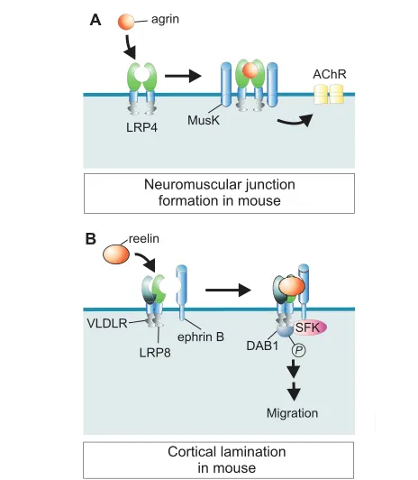 Fig. 3. LRPs regulate signaling at the cell surface. (migration of newborn neurons in the developing mammalian cortex iscontrolled by LRP8 and the VLDL receptor (VLDLR)