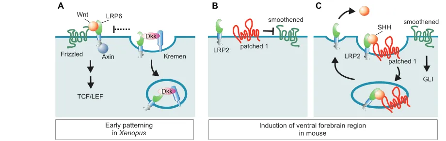 Fig. 4. LRPs modulate signal reception through endocytosis. (mediated block of smoothened, resulting in target gene induction through GLI transcription factors