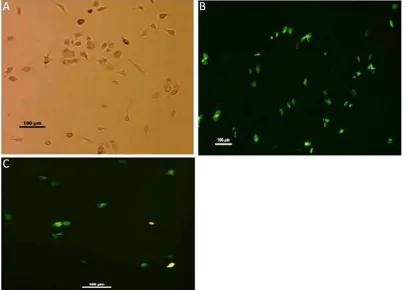 Figure 4: Isolated microglial cells. (A) Microglia isolated from rats shows varied morphology i.e