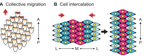 Fig. 1. CE includes two different types of cell movement. (A)Incollective migration, cells migrate as a cohesive sheet and do notexchange neighbors