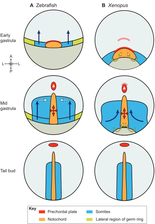 Fig. 2. Cell movement modes during CE in zebrafish andXenopus. (A)Schematic dorsal views of zebrafish embryos at differentstages of gastrulation
